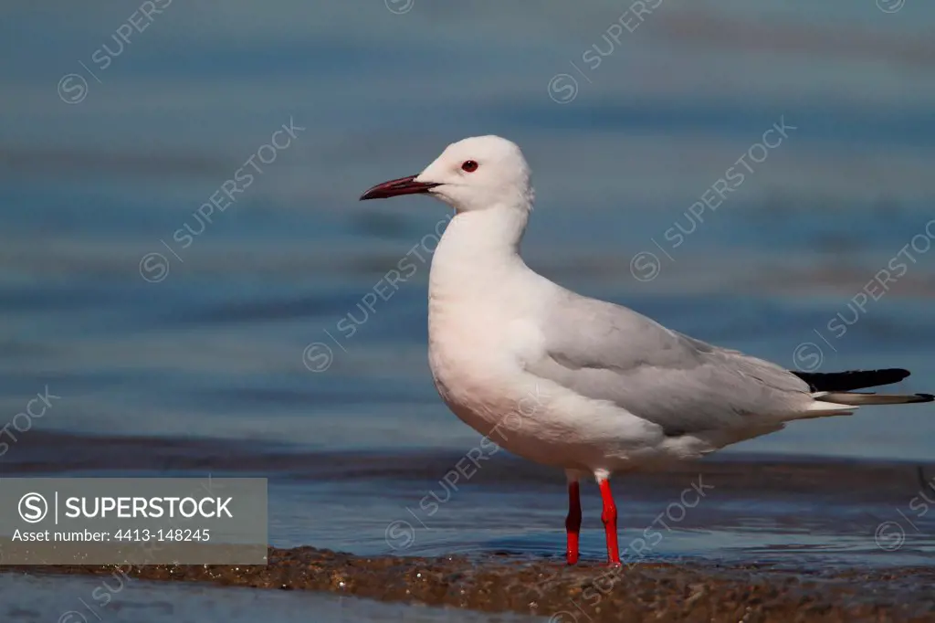 Slender-billed Gull seaside Spain