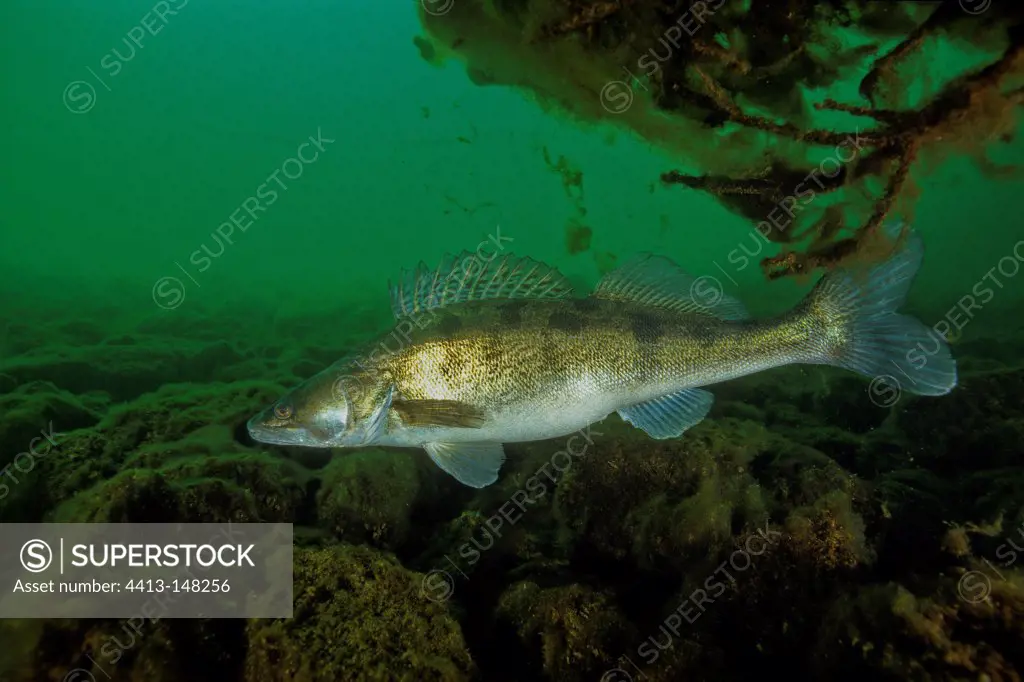 Pikeperch on the bottom Lake Lugano Switzerland