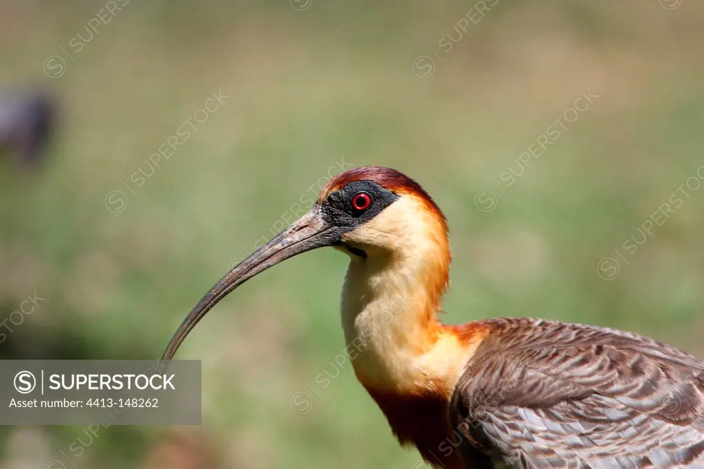 Portrait of a Buff-necked Ibis Brazil