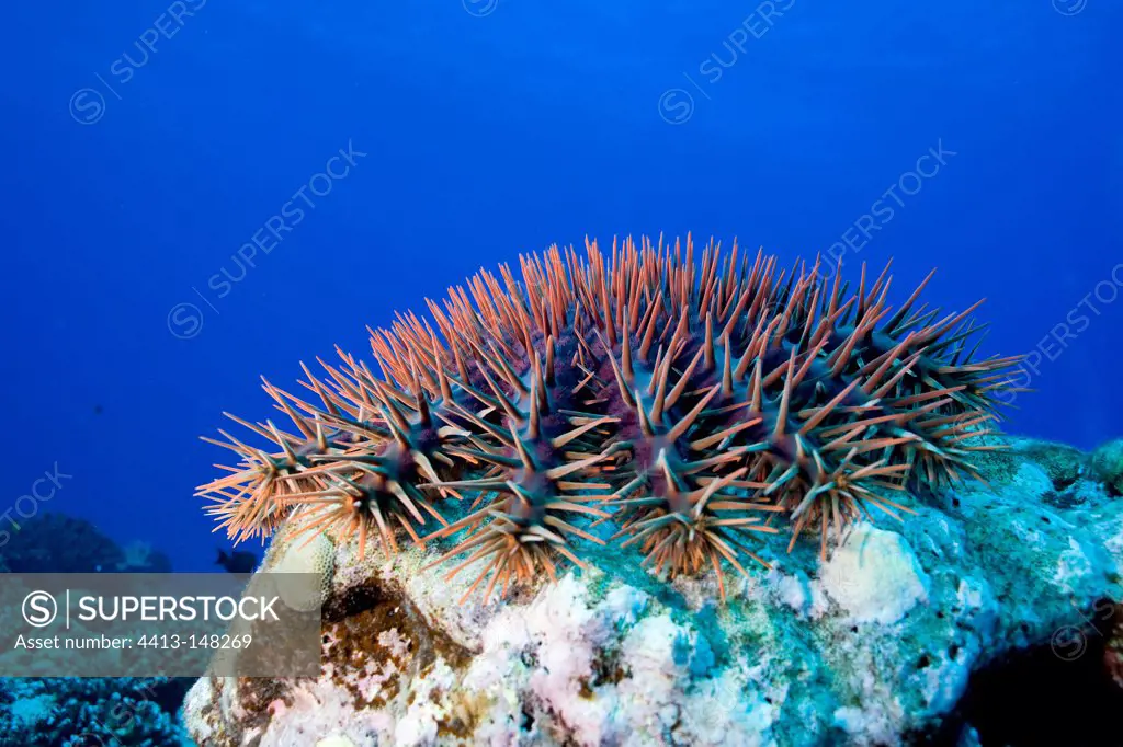 Crown-of-Thorns feeding on a hard coral Moorea Polynesia