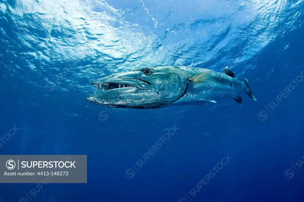 Great Barracuda swimming under surface Moorea Polynesia