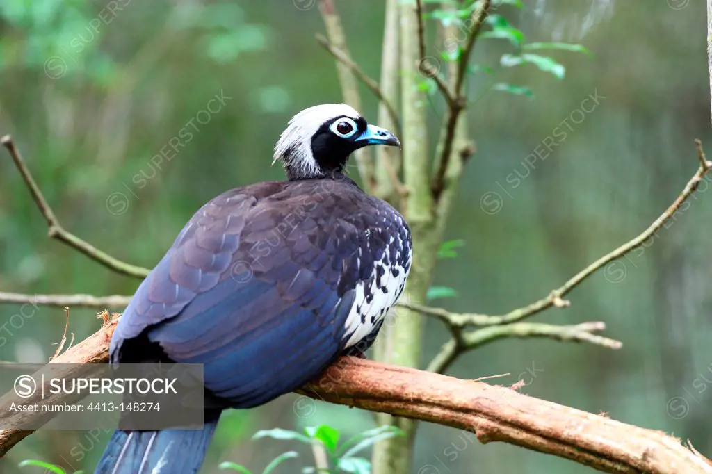Black-fronted Piping-guan on a branch Brazil