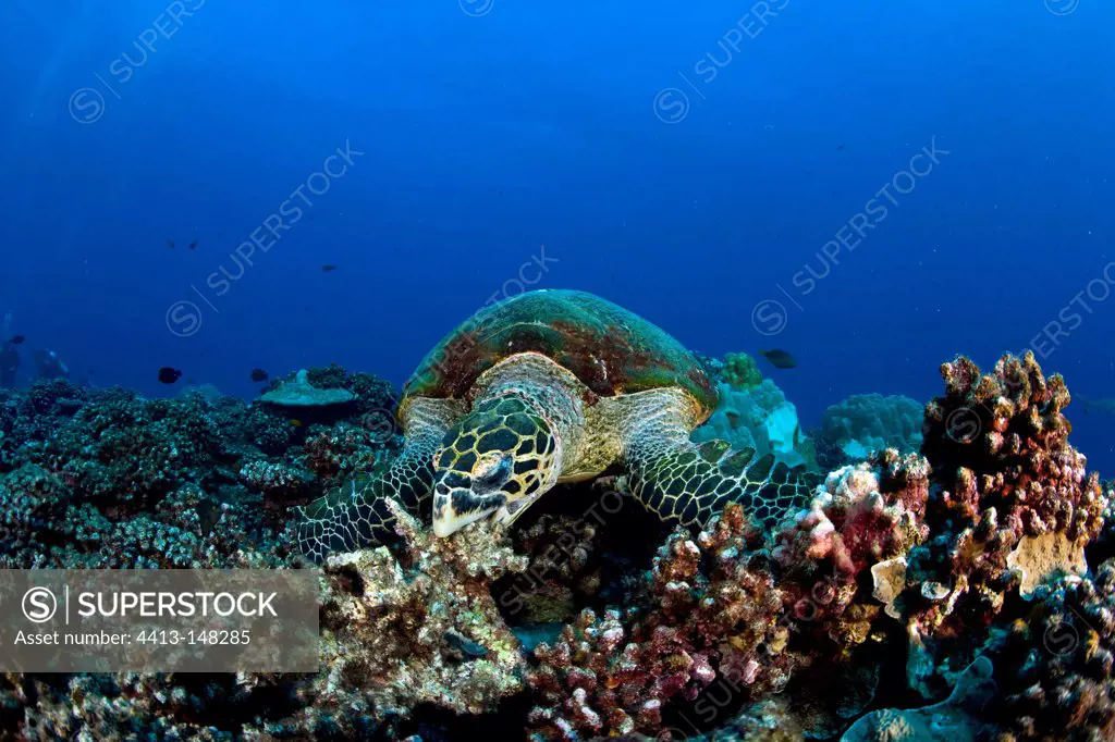 Hawksbill turtle eating on reef Moorea Polynesia