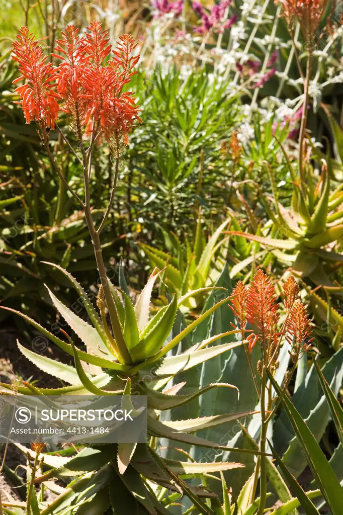 Garden with Aloes in Gran Canaria Canary islands Spain