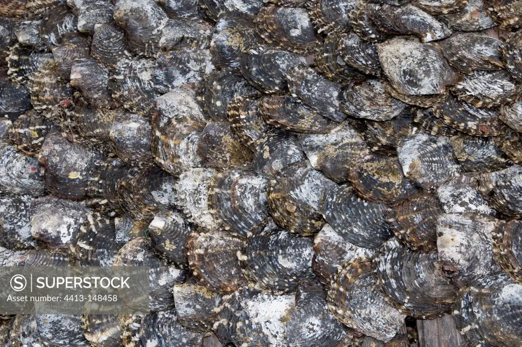Empty oyster shells drying at Pearl Farm Rangiroa Tuamotu
