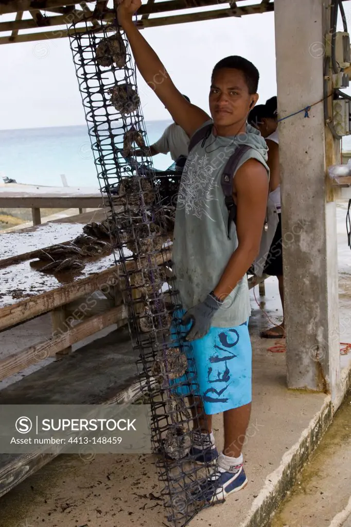 Worker attaching Pearl Oysters in a net Rangiroa Tuamotu