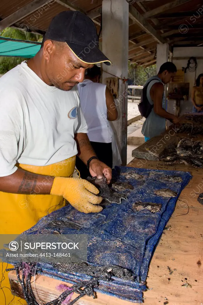 Oysters in the nets pockets to be brougth to sea Rangiroa