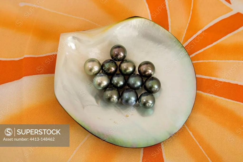 Black pearls at Pearl farm Rangiroa Atoll Tuamotu