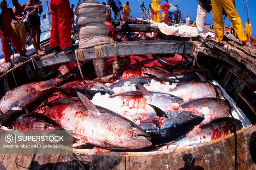 Northern Bluefin Tuna inside the fishing boat Sardinia
