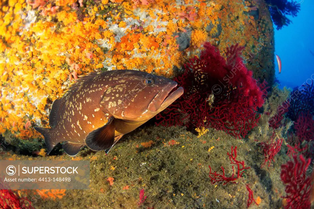 Dusky Grouper in reef Sardinia Tyrrhenian Sea