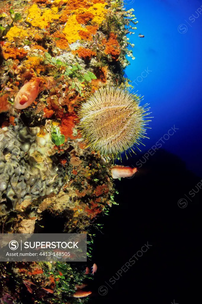Melon Sea Urchin on reef Ventotene island Tyrrhenian Sea