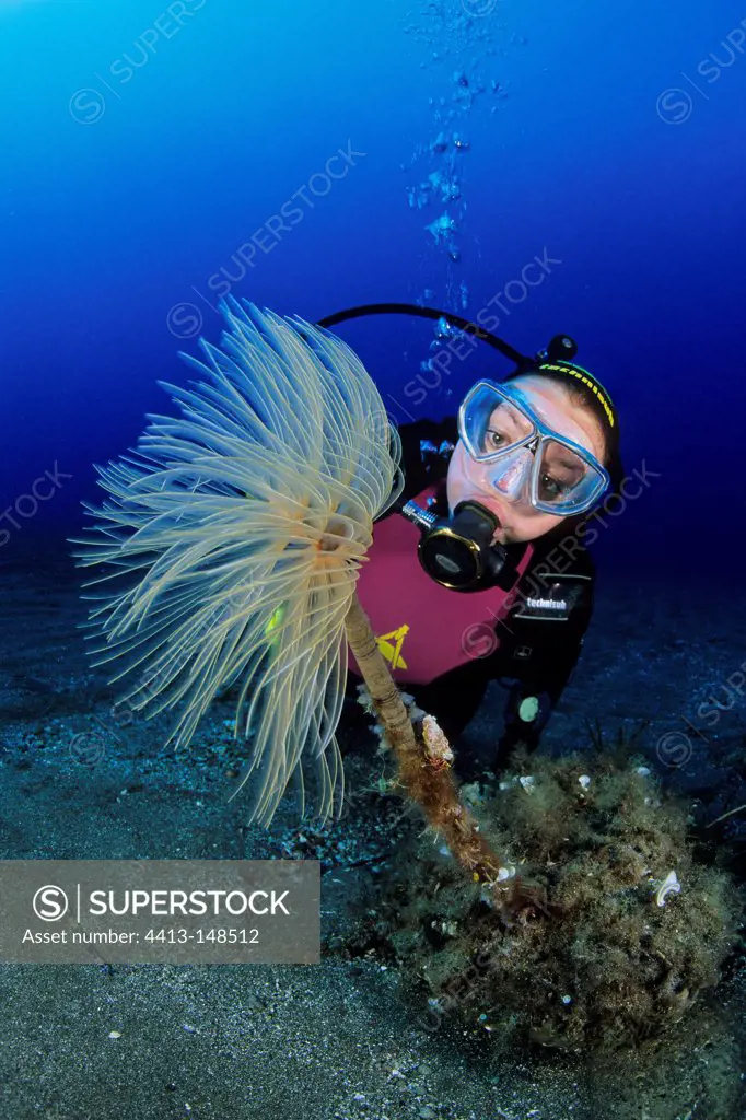 Scuba diver and Tube Worm Ventotene island Tyrrhenian Sea