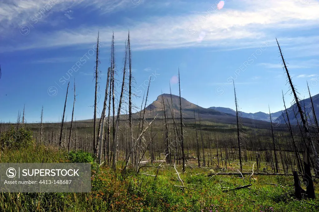 Part of forest burned in the Glacier NP USA