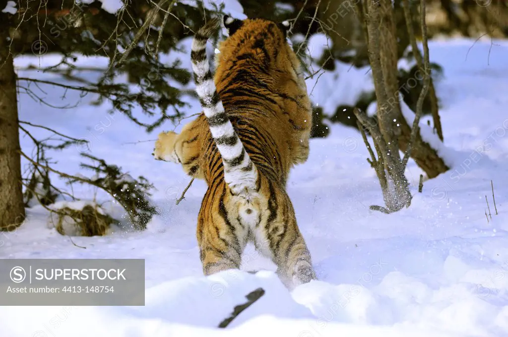 Siberian tiger leaping through the snow