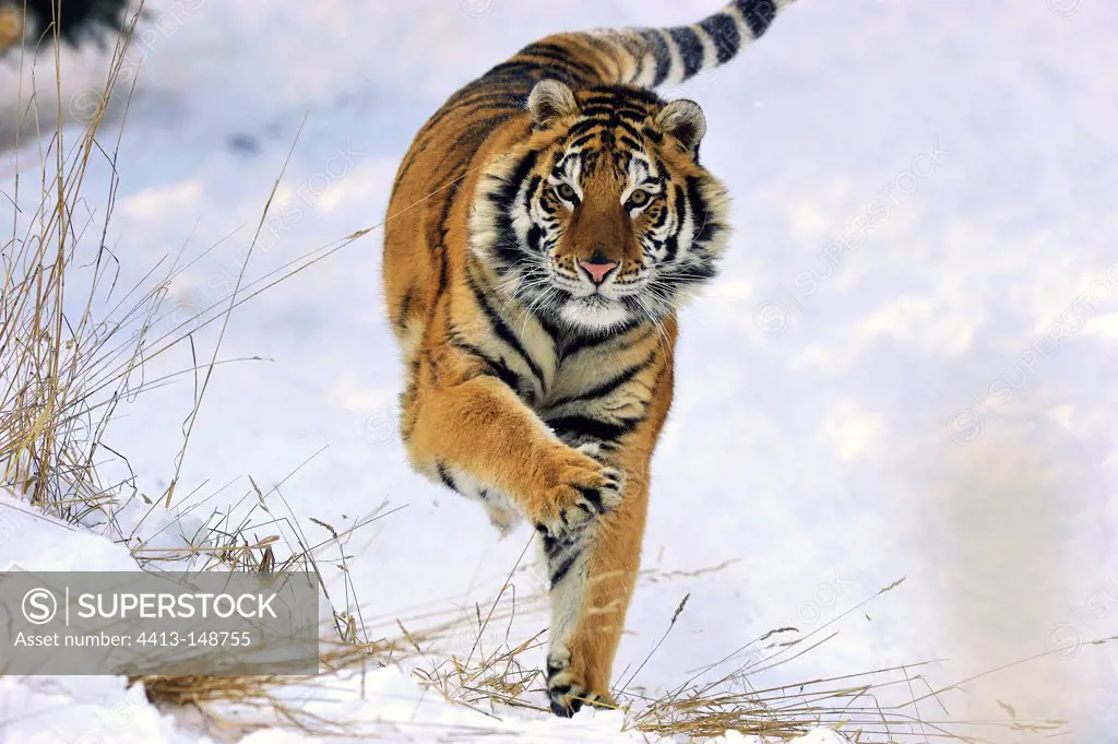 Siberian tiger running in the snow