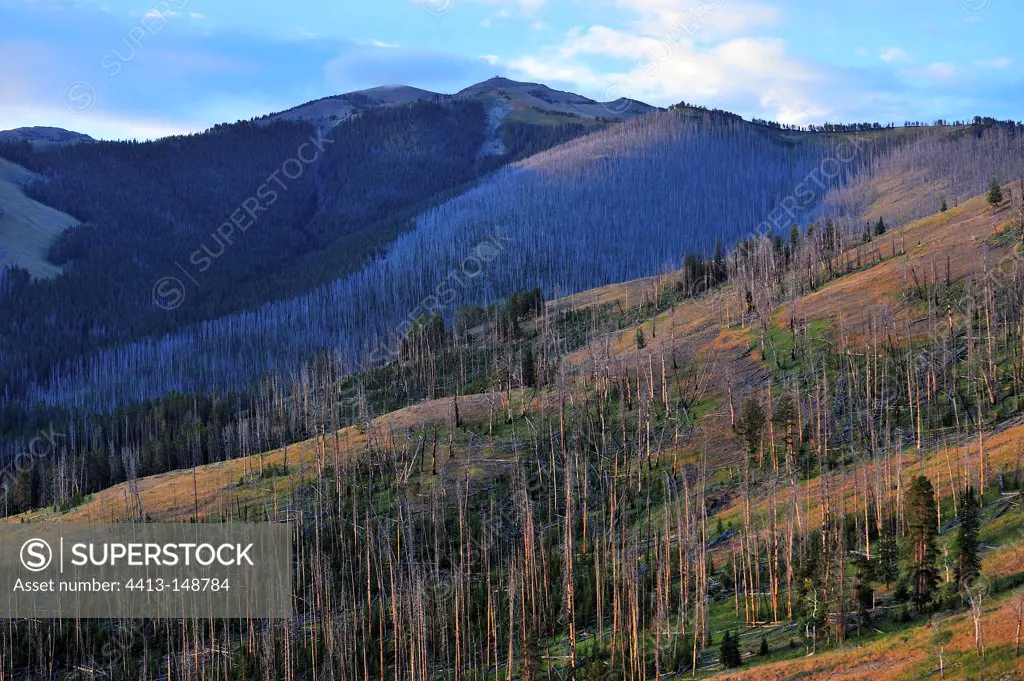 Landscape of the Lamar Valley in Yellowstone NP USA