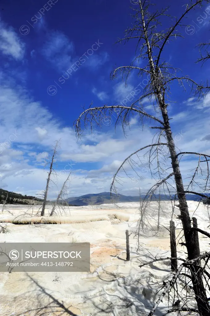 Stalactites in Yellowstone NP USA