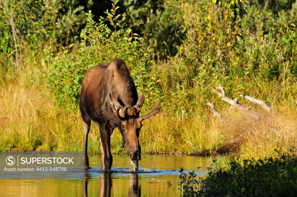 Eurasian Elk drinking in the water in Yellowstone NP USA