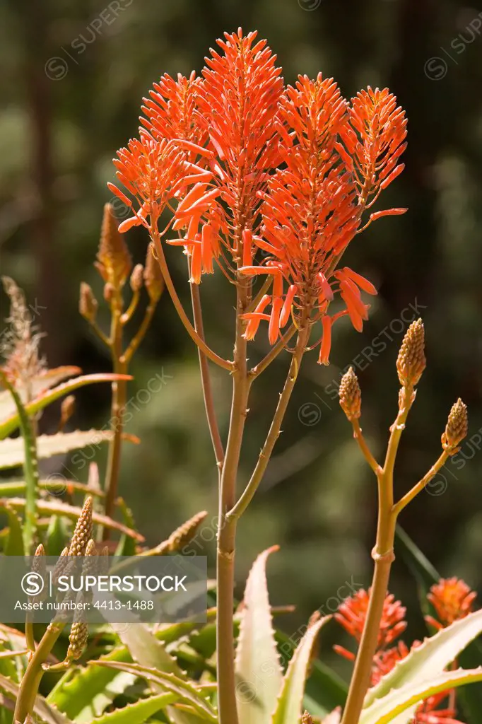 Inflorescence of Aloes in Gran Canaria Canary islands Spain
