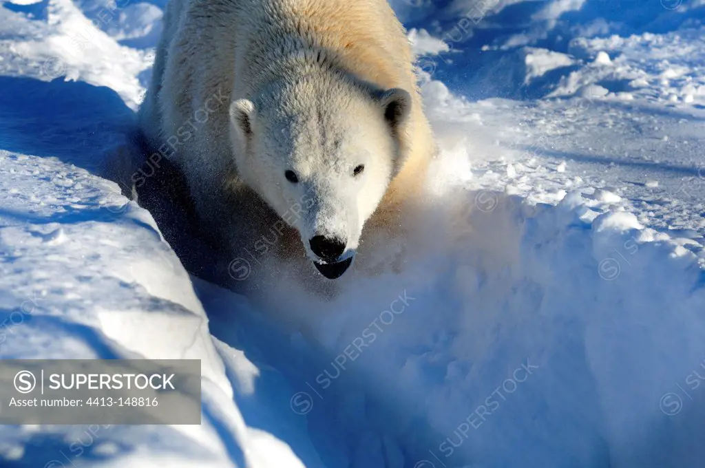 Charge of a male polar bear