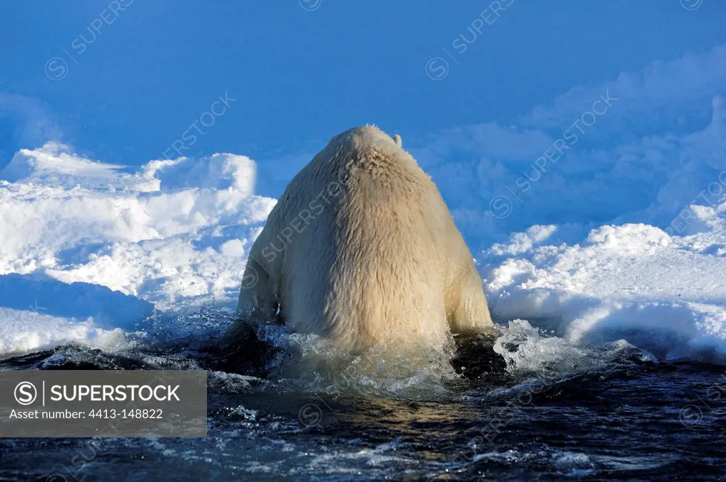 Polar bear out of the water