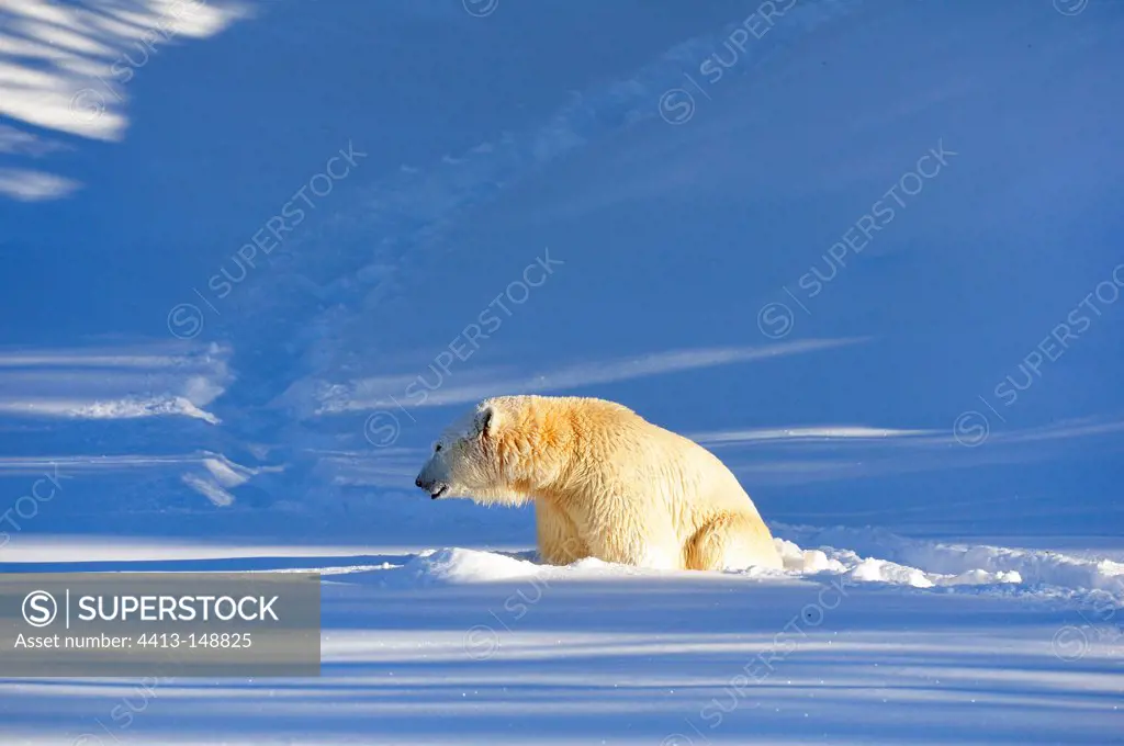 Male polar bear sitting in snow