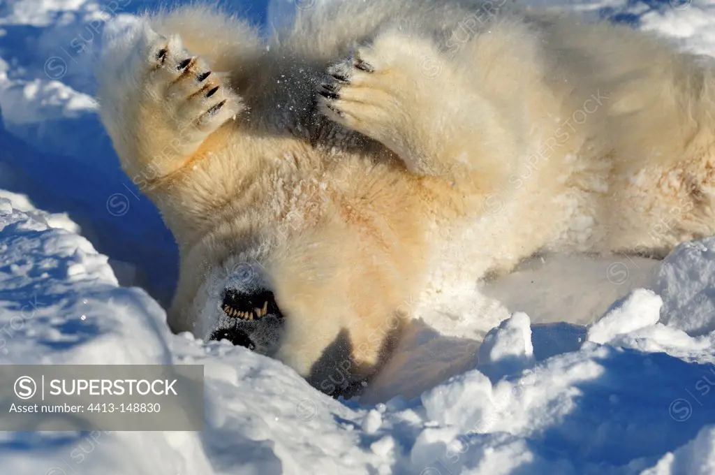 Male polar bear rolling in snow