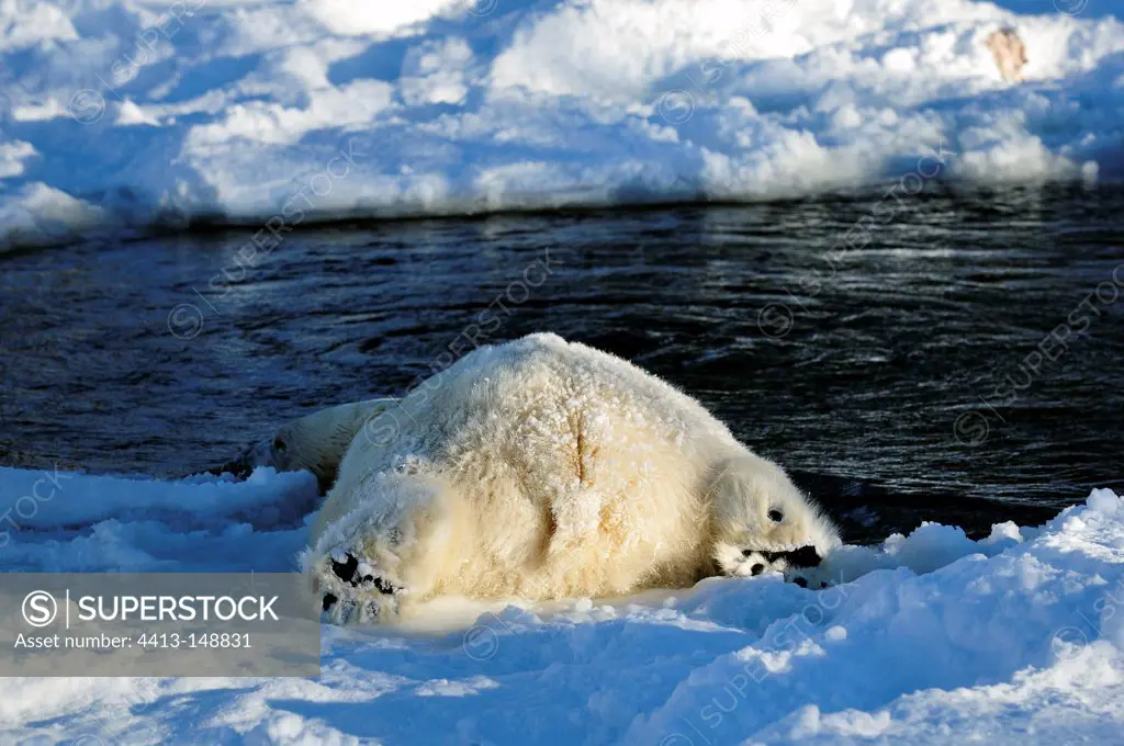 Polar bear falling into the water