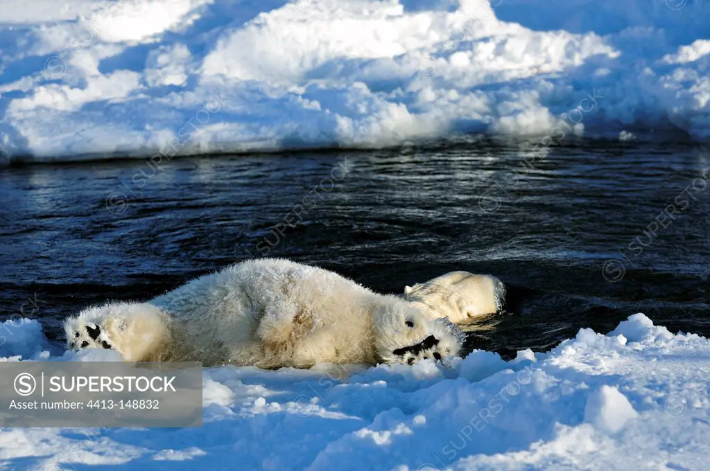 Male polar bear swimming in water