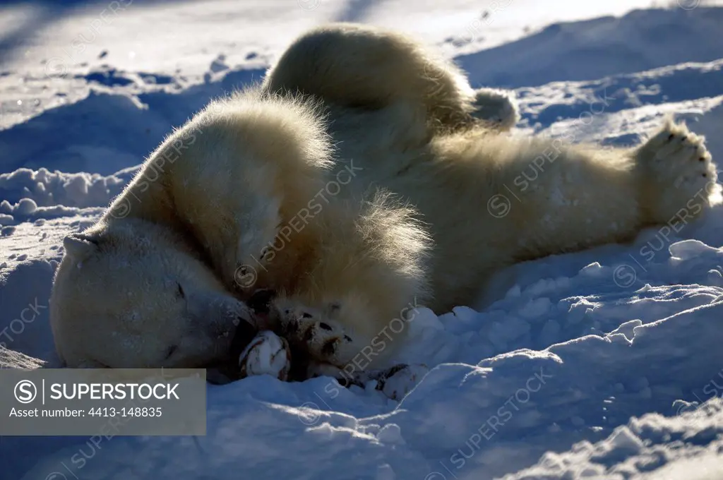 Male polar bear enjoying the sun