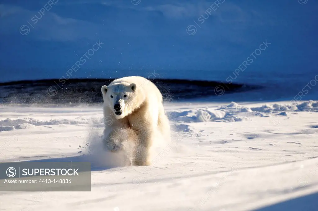 Charge of a male polar bear in snow