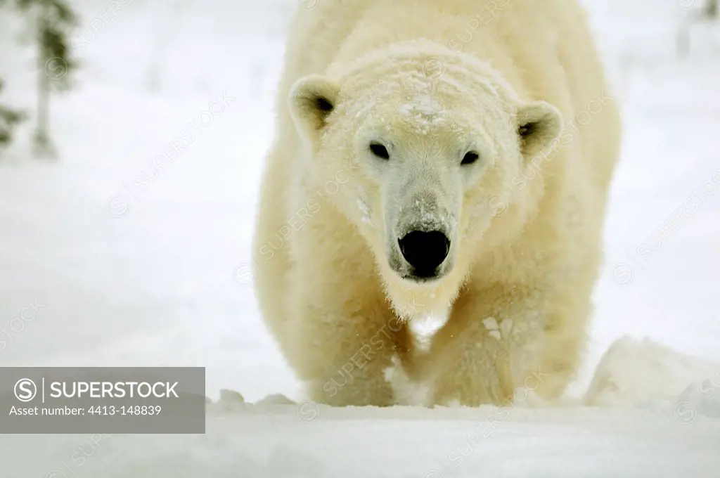 Approach of a female polar bear in snow