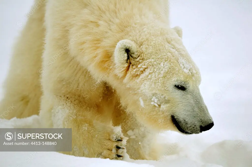 Portrait of a female polar bear in snow