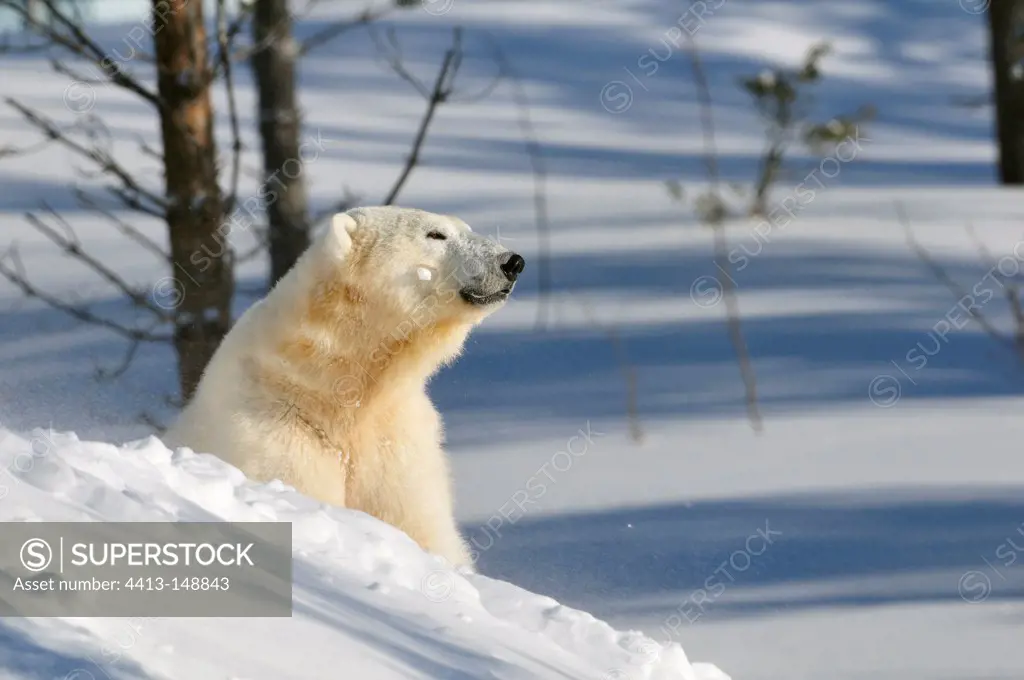 Female polar bear near its lair