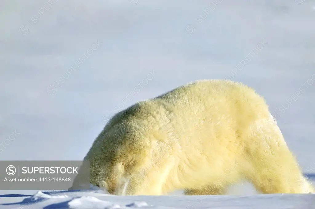 Female polar bear sniffing for prey in the snow