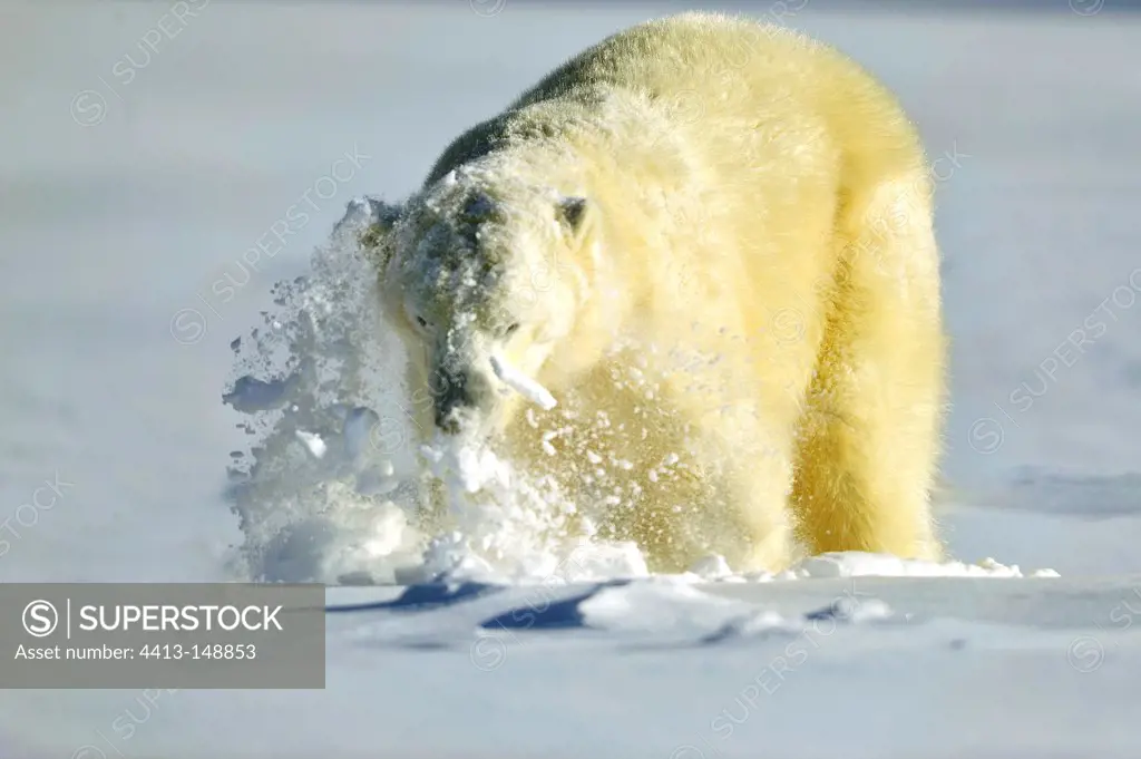 Polar Bear removing his head from the snow