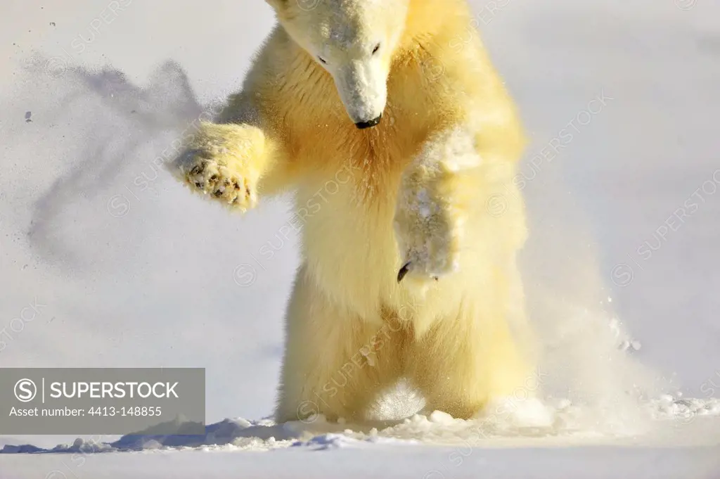 Polar bears have felt something under the snow