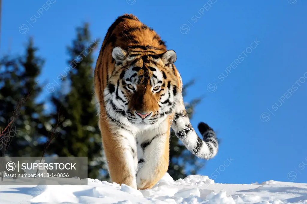 Siberian Tiger walking in snow