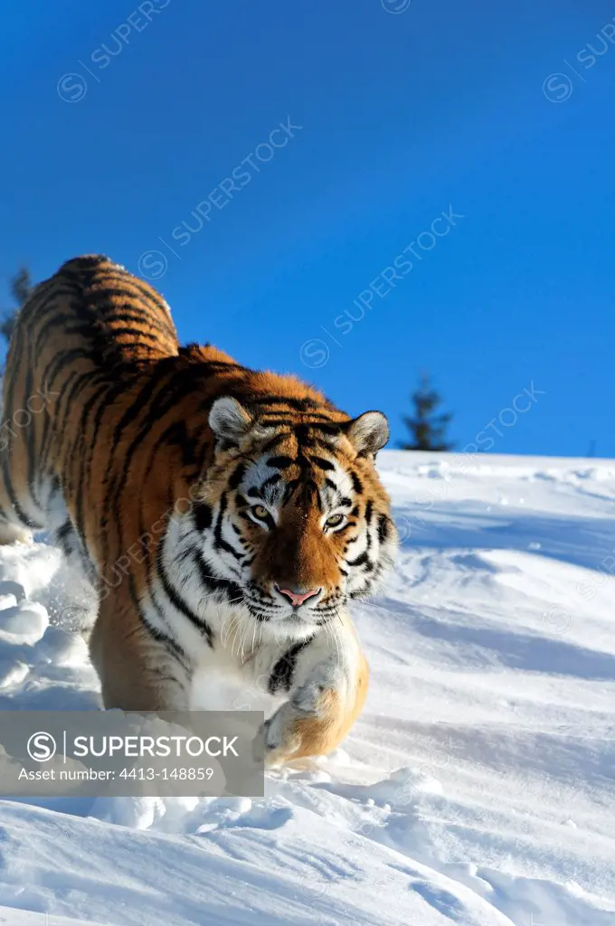 Siberian tiger walking in snow