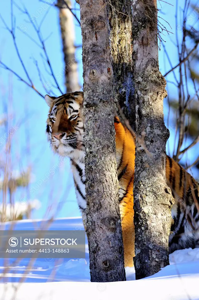 Siberian tiger behind tree trunks