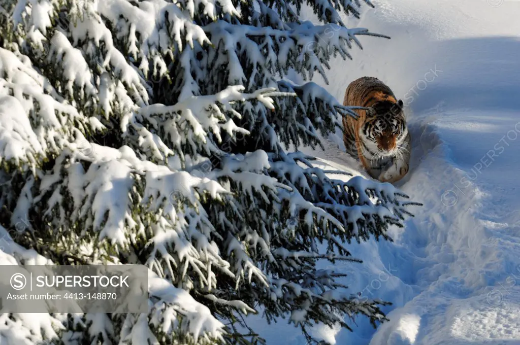 Siberian tiger on its way round in the snow