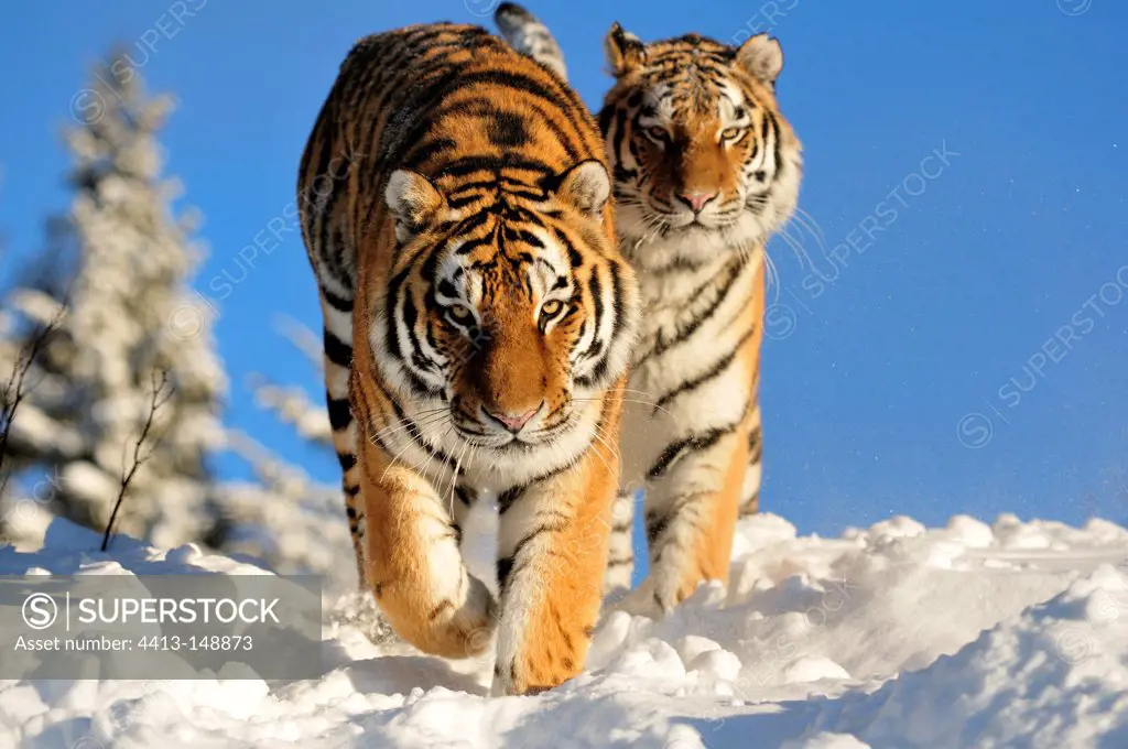 Siberian tiger male and female in the snow