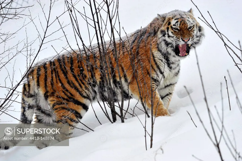 Siberian tiger alone in the snow