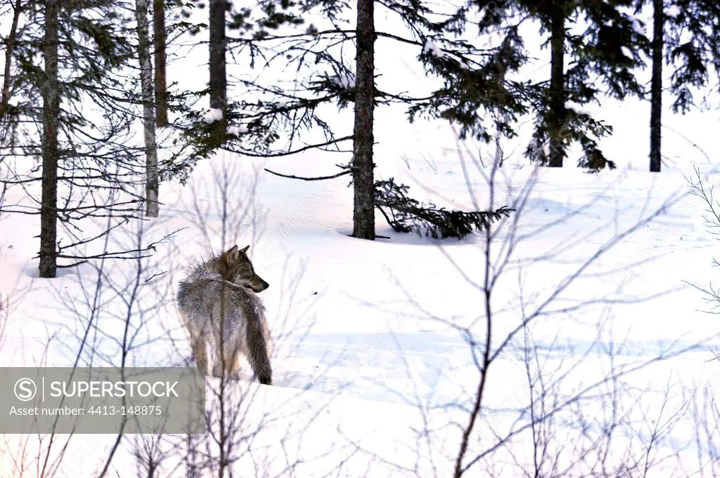 Wolf in the taiga