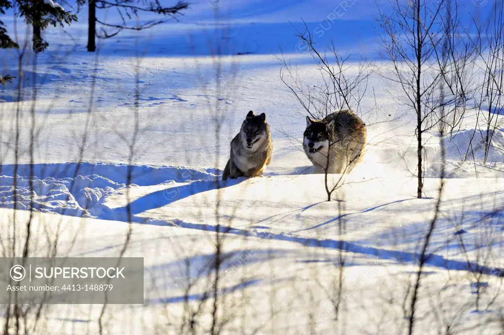 Race between two wolves
