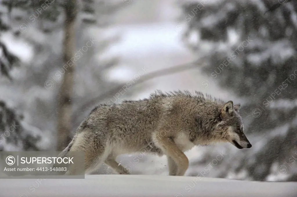 Wolf walking in snow