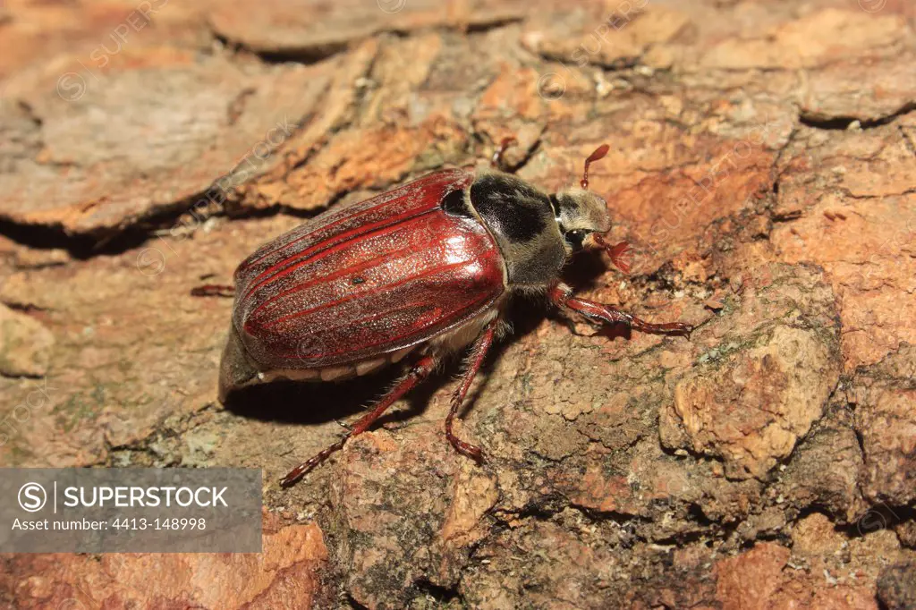 June beetle bark Alsace France