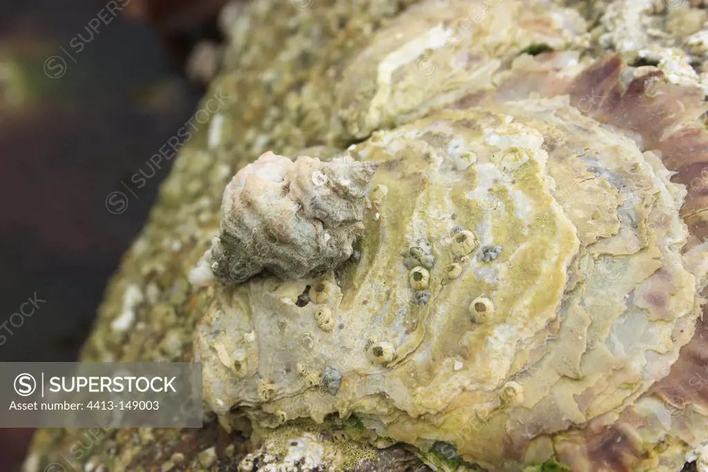 European sting winkle on oyster shell Britain France