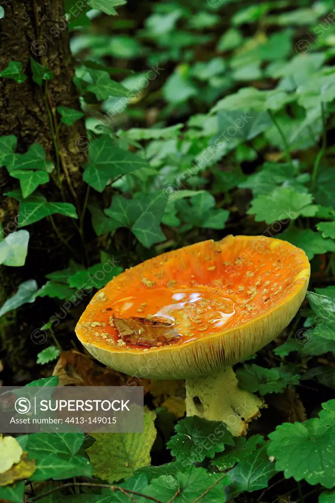 Fly-agaric in undergrowth Aquitaine France