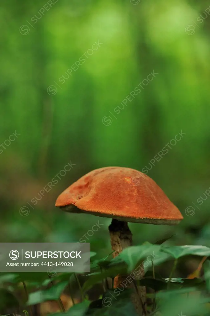 Orange-cap Bolete in undergrowth Aquitaine France